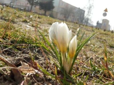 Wiosna w Osinie